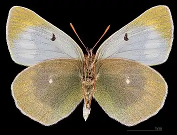 Colias christophi ♀△
