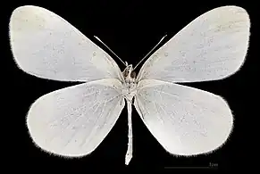 Leptidea sinapis ♂   △