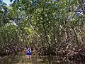 An ecotourist on a kayak tunnel through red mangrove trees and roots at Lido Key.
