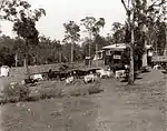 Dairy cows around 38 Piddington St, St Johns Wood. Ekka Wednesday 1938