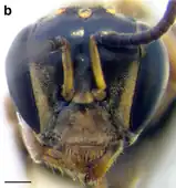 A. cincta (Queensland population) worker face. Scale bar = 0.25&nbsp;mm