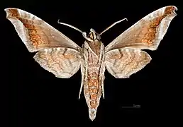 Acosmeryx naga hissarica male, ventral