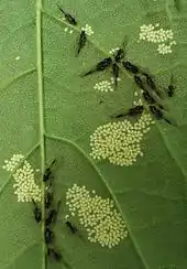 Aphids and live young on sycamore