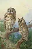 Little Owl and Scops Owl
