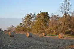 Corn bales along State Route 39