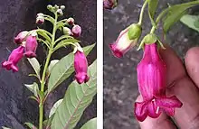 Barthlottia madagascariensis, a large shrub from the foxglove family in Madagascar