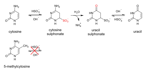 When treated with sodium bisulfite, cytosine is converted to uracil, while methylated cytosine is unaffected.