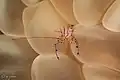 Bubble coral shrimp at Wakatobi National Park Sulawesi, 2018