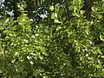 Poplar tree