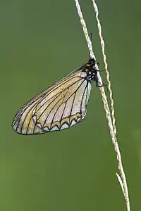 Ventral view
