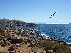Magnificent frigatebird (Fregata magnificens) in flight on the coast of North Seymour Island in the Galápagos