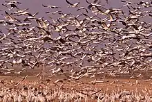 A large gathering of cranes at Hula Valley, Israel.