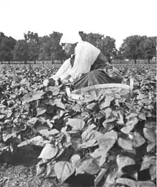 "Weeding beans on a Dutch truck farm outside Winnipeg, Manitoba"