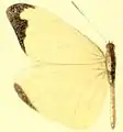 E. l. marion male