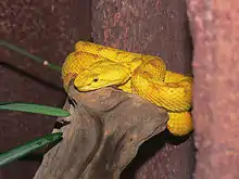 Image 25Eyelash viper (Bothriechis schlegelii) (from Wildlife of Costa Rica)