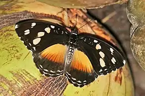 female A. g. galene orange morphBobiri Forest, Ghana
