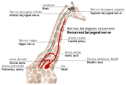 Sketch of the path of the recurrent laryngeal nerve in giraffe