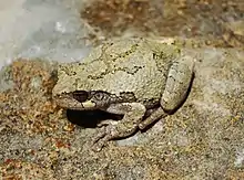 Gray tree frog,  Hyla versicolor, Hylidae, eastern North America