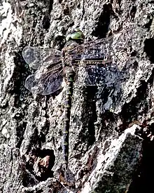 Harlequin Darner - Gomphaeschna furcillata, Mason Neck State Park - 6287764458.jpg