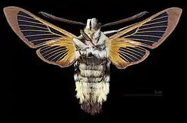 Hemaris tityus ♂   △