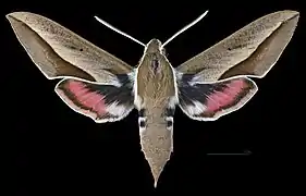 Hyles hippophaes ♂