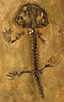 Topside view of a salamander skeleton