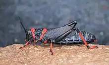 Side view of D. s. spumans