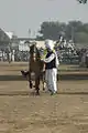 Malik Ata with one of his dancing horses at Kot Fateh Khan Mela 2008