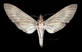 Manduca manducoides  ♀ △