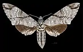 Female M. a. sumatranus, dorsal view