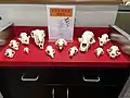 Mystery Skull Game