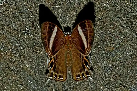 Dorsal view