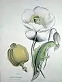 Opium poppy (Papaver somniferum)