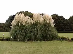 Big tufts, Jindai Botanical Garden, height 4 metres (13.1 ft) and diameter 7 metres (23 ft), more than 40 years old as of 2007