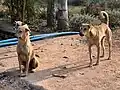 Pariah dogs in a city park in Yelahanka, Bengaluru, India. They are alert to the presence of an unfamiliar pariah dog from outside the park.