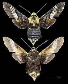 Proserpinus flavofasciata