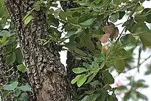 Red Sandalwood (Red Sanders, रक्तचंदन Rakta Chandana) -- Pterocarpus santalinus