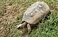 Red-footed Tortoise