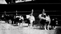Some of the surviving dogs pictured when Aurora docked in Adelaide, February 1914