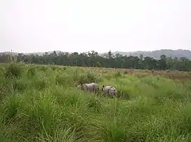 Two rhinoceros in a grassland. There are trees of various sizes in the background. The sky is grey.