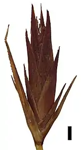 Spikelet (black scale bar represents 1&nbsp;mm)