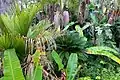 Palms, cycads, Strelitzia and banana plants