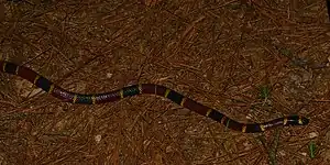 Texas coral snake (Micrurus tener) in Houston County