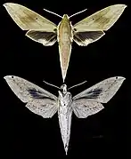 Theretra boisduvalii