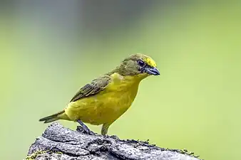 juvenile male E. l. melanuraColombia