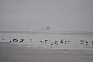 Copalis Rock from Roosevelt Beach