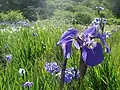 A field of purple iris on Raspberry Island