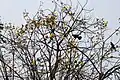 Cochlospermum religiosum  flowering canopy in Kolkata