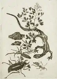 Japanese Salamander and Beetle (no date) aquatint (9.21 x 6.67&nbsp;cm) Los Angeles County Museum