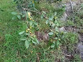 Árvore de Psidium acutangulum, araçá-pera